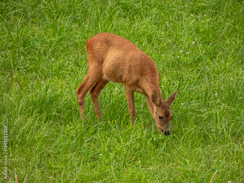 red deer in the grass