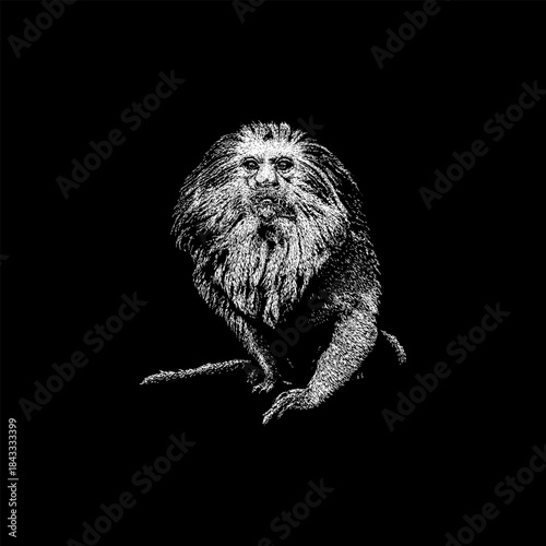 Golden-Headed Lion Tamarin, showcasing its distinctive mane-like fur and expressive face, isolated on a clean white background, perfect for wildlife, conservation, and nature-themed projects.