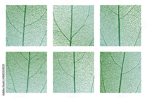 Leaf vein cell skeleton texture abstract background set with close up plant leaf cells structure pattern vector illustration. Macro leaf vein skeleton organic lattice natural foliage texture.