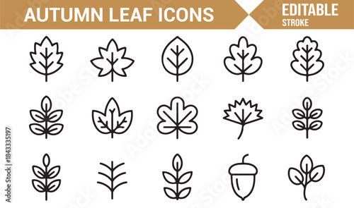 Fall season leaves and botanical linear icon collection