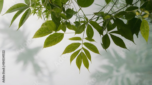 Soft botanical background with leaves and natural shapes, fresh and relaxing atmosphere, no people.