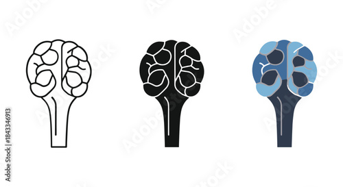 Broccoli illustration in different styles and colors