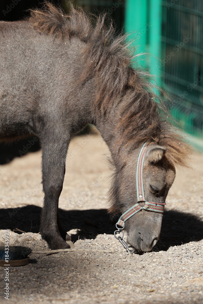 Fototapeta premium Miniature horse resting. High quality photo