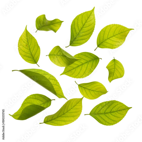 Floating green leaves collage
