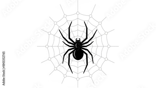 Black Spider in Web on White Background