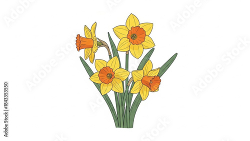 Yellow Daffodils on White Background