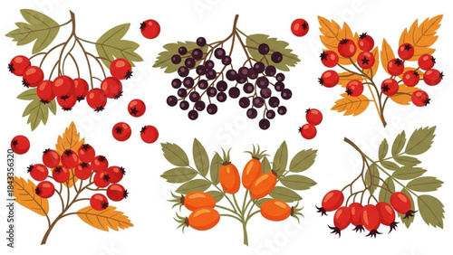 Autumn Berries Leaves Isolated on White