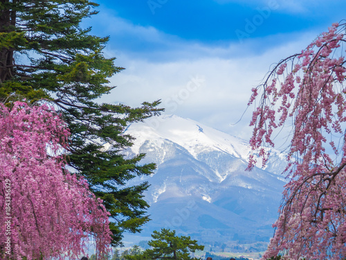 Snowy Mount Iwaki framed by pink weeping cherry blossoms and pine trees (Hirosaki, Aomori, Japan)