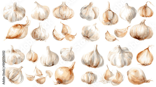 Large garlic illustration set showing detailed bulbs and cloves in natural tones, perfect for culinary packaging, herb labels, recipe graphics, kitchen decor, and organic food design.