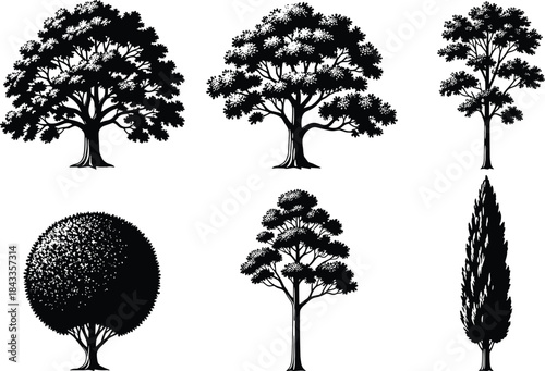 Tree silhouettes set isolated on white background, deciduous and evergreen shapes, nature collection, botanical illustration, forest design elements, vector clipart