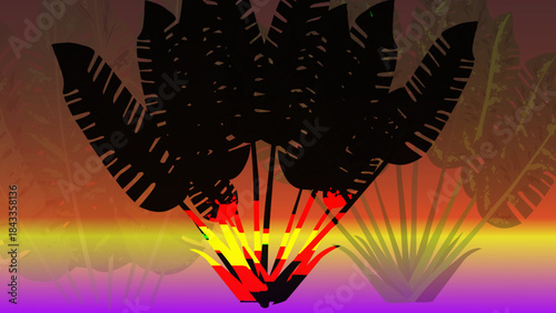 traveler palm with sunset