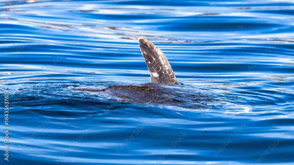 Obraz premium Cabo San Lucas, Mexico