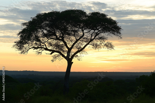 Silhouette Tree Against Sunset Sky Over Forest Horizon