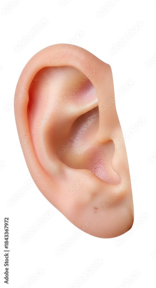 Fototapeta premium Detailed human ear model isolated on a white background, showcasing external ear anatomy, hearing organ structure, medical education reference, audiology studies, and healthcare learning 