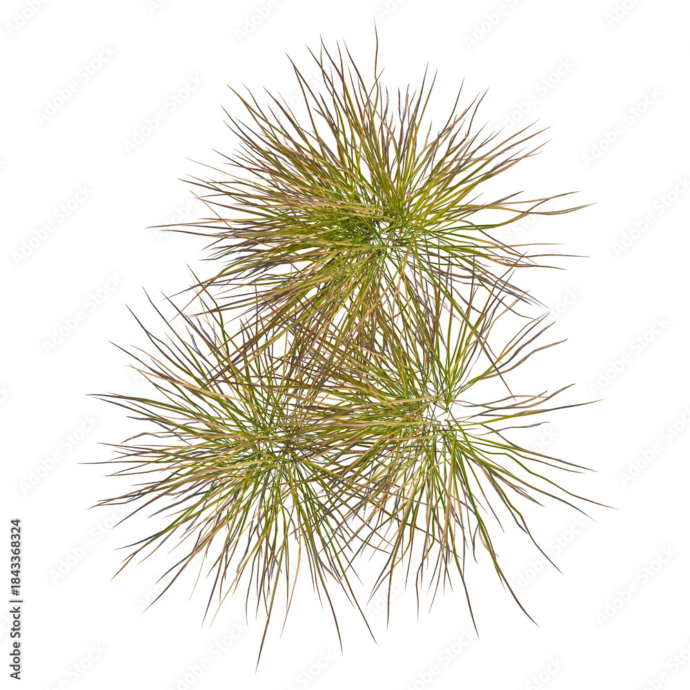 Obraz premium Anemanthele lessoniana tree plan, top view, cutout, transparent background, isolate, Lush green meadow, vibrant landscape, rural scene, springtime freshness, scenic beauty