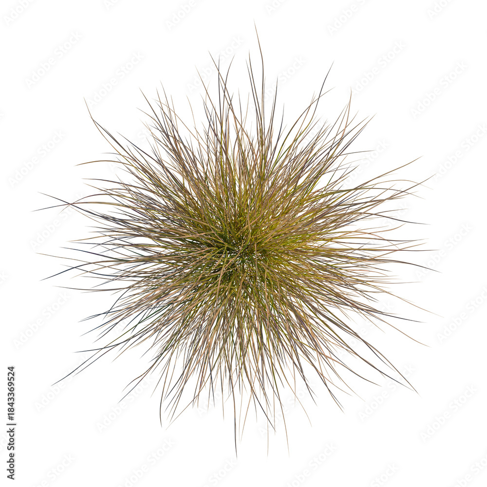 Obraz premium Carex testacea tree plan, top view, cutout, transparent background, isolate, Golden meadow grass texture, close-up view, soft focus, natural background, beauty