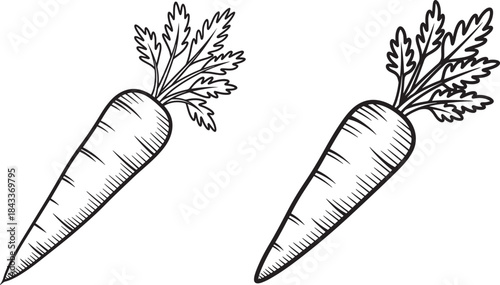 Two hand drawn carrot vegetables silhouette