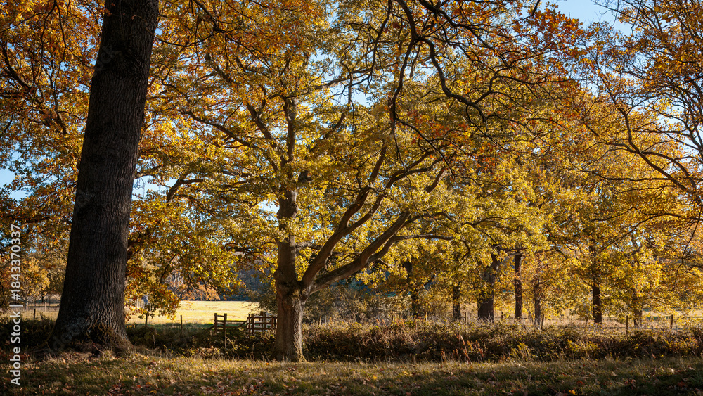 Naklejka premium Autumnal Colours and playing with light on a country walk, Gibside, County Durham, November 2025