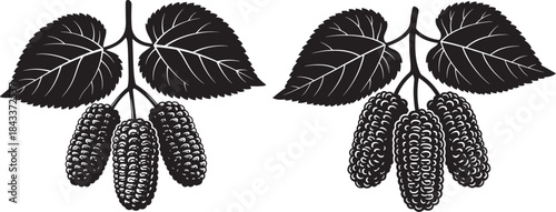 Two mulberry branches with fruit silhouette
