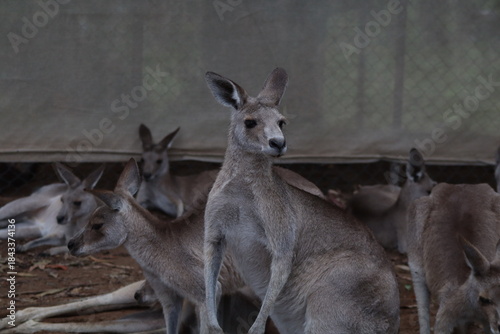 kangaroo in the zoo