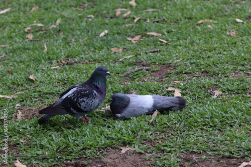 pigeons on the grass