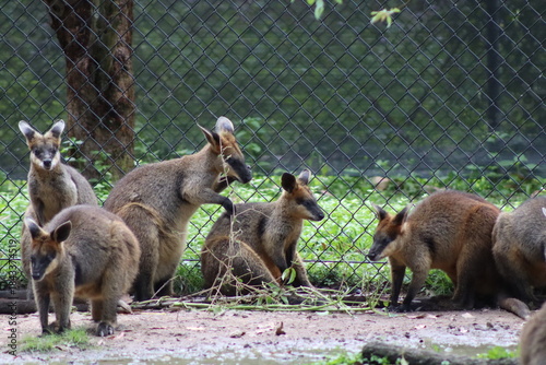 mother and baby kangaroo