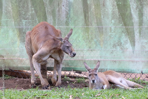 kangaroo in the zoo