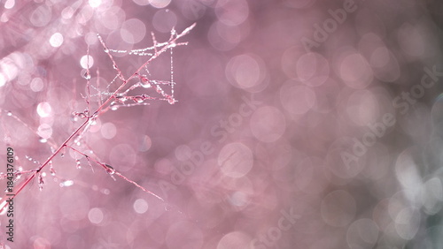 Aesthetic grass flowers in a field light up by golden morning light. Autumn scenic nature in pastel earth tone.