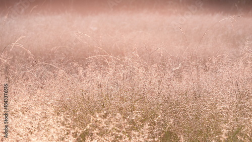 Aesthetic grass flowers in a field light up by golden morning light. Autumn scenic nature in pastel earth tone.