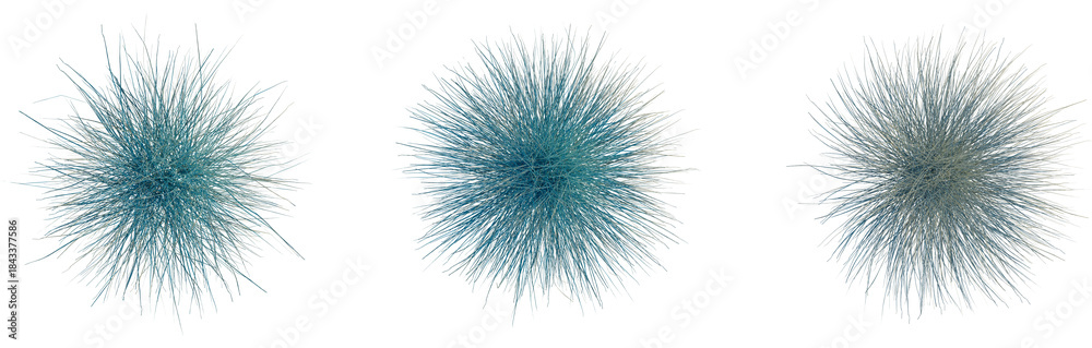 Fototapeta premium Helictotrichon sempervirens tree plan, top view, cutout, transparent background, isolate