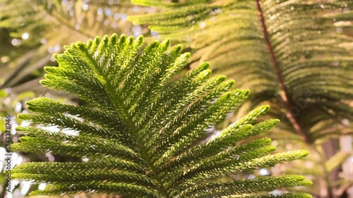 Footage of Columnar Araucaria or Cook's Pine Foliage in the Sunlight
