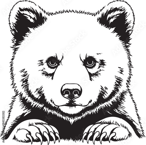 Black and white bear cub portrait on transparent background vector illustration