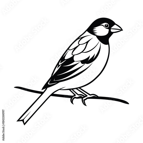 finch bird silhouette