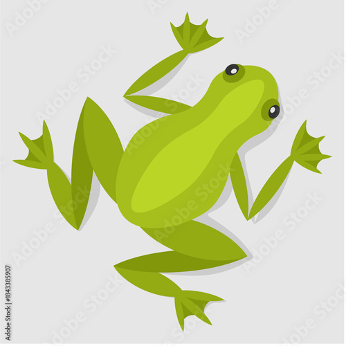 frog on a leaf
