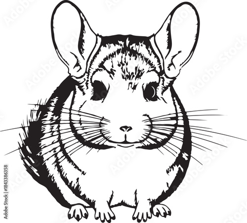 Chinchilla vector animal illustration small pet fluffy rodent graphic art design