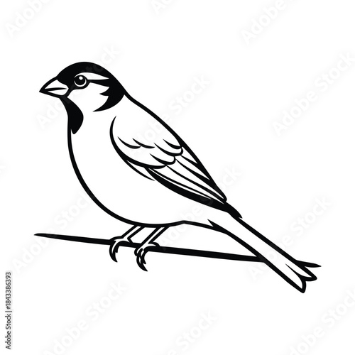 elegant sparrow silhouette beautiful bird