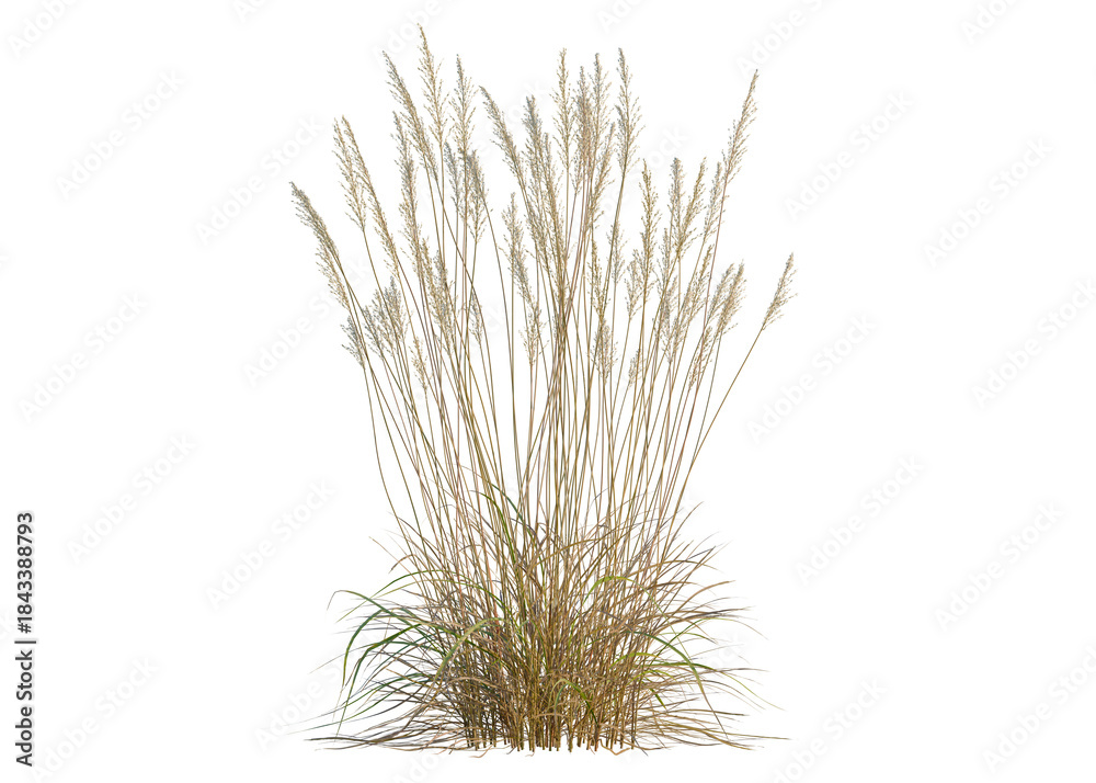 Fototapeta premium Calamagrostis acutiflora tree, front view, cutout, transparent background, isolate, Golden wheat field landscape, summer harvest, rural scene, agricultural background, idyllic countryside