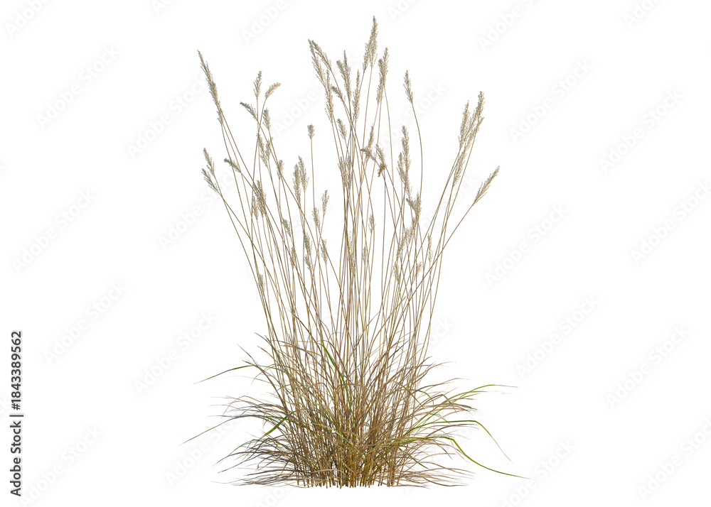 Fototapeta premium Calamagrostis acutiflora tree, front view, cutout, transparent background, isolate, Golden wheat field at sunset, rural landscape, agriculture, harvest season, warm light