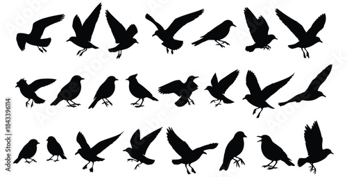 Collection of black bird silhouettes showing various species in flight and perched poses isolated on white