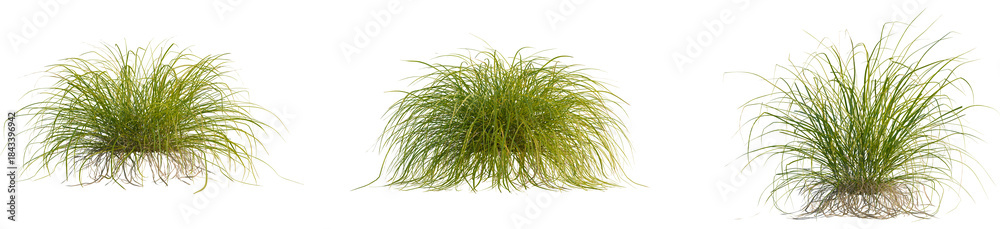 Fototapeta premium Carex elata tree, front view, 4k png, transparent background, cutout isolate, Close-up of a green plant with intricate root system, nature's beauty, botanical illustration, organic growth