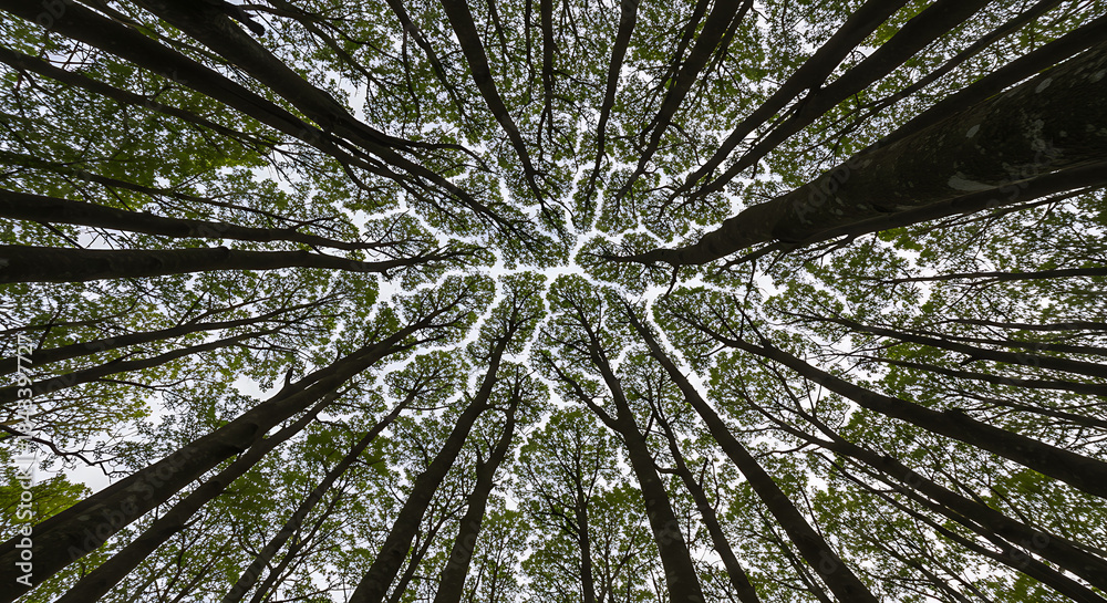 Obraz premium Low Angle View of Forest Canopy