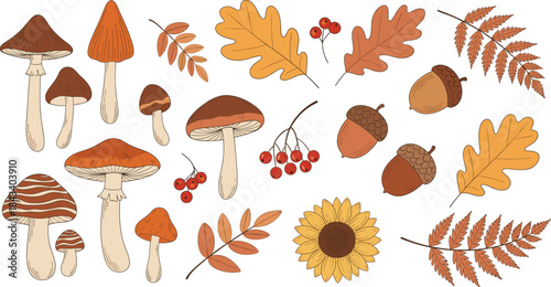 A Rustic Vector Collection of Autumn Harvest and Forest Elements, Including Various Mushrooms, Oak Leaves, Acorns, Sunflower, and Rowan Berries, Perfect for Fall Designs.