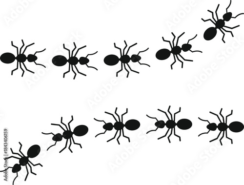 Black ant silhouettes walking in a curved line or trail