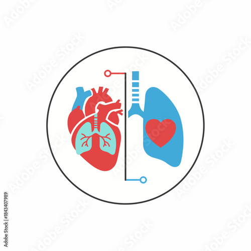 Diagram illustrating the interconnectedness of the human heart and lungs
