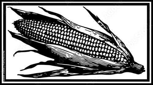 Vintage Black and White Woodcut Illustration of an Ear of Corn. Farm Produce Engraving Style Vegetable Harvest