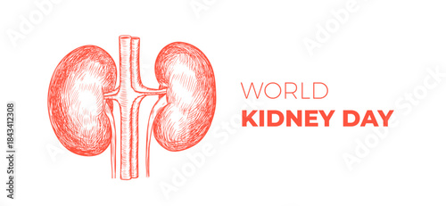 Banner for World Kidney day. Hand drawn kidney illustration
