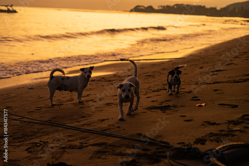 Photography Three dogs silhouetted against a vibrant sunset backdrop on a sandy beach enjoyi