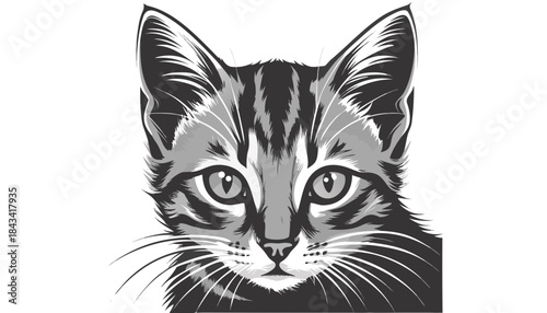 vector illustration of a cat