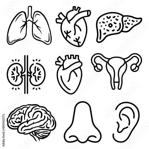 human brain anatomy - Human Anatomy Line Icons - Medical Organs Outline Illustration