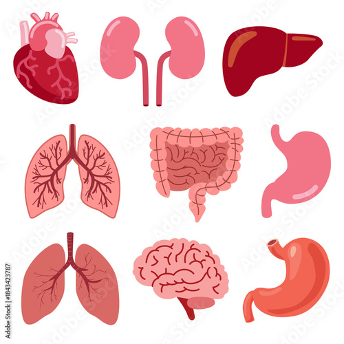 set of human organs - Human Internal Organs Illustration Set - Anatomy Medical Icons